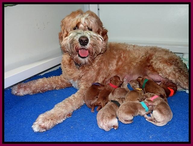 Dawn Dapper pups newborn 251