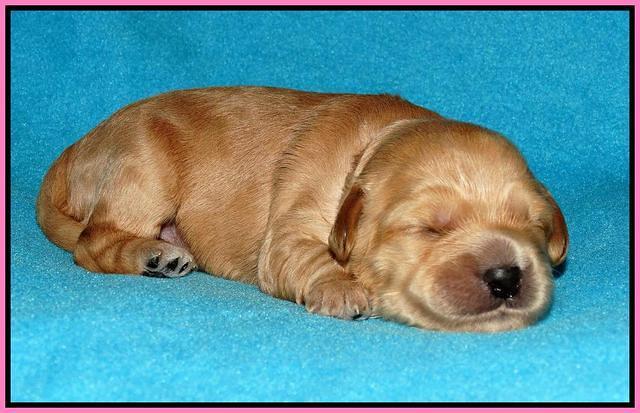 Mazie Blaze pups 1 wk old 11
