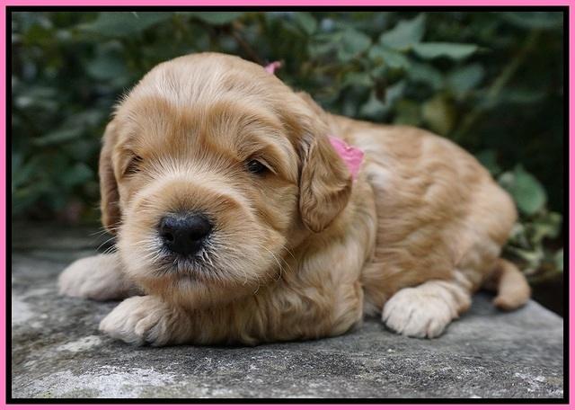 Mazie Blaze pups 3 wks old 31