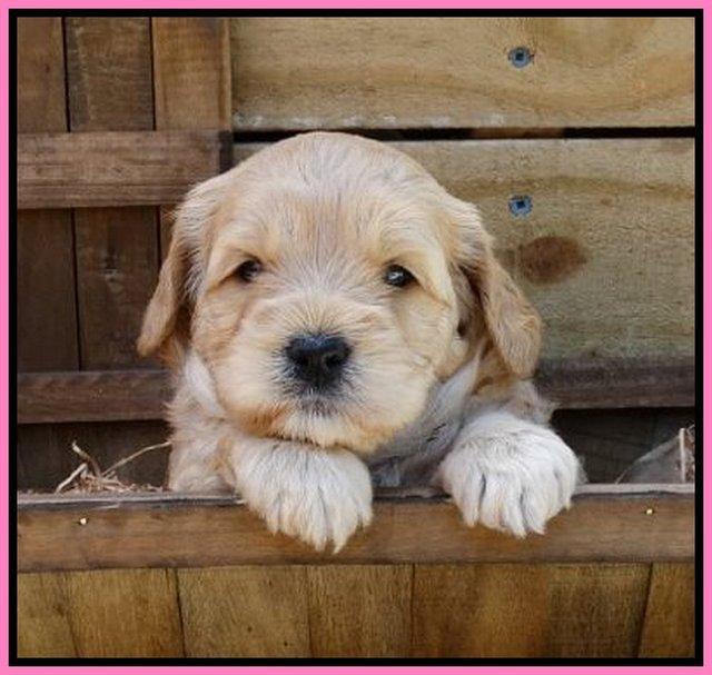 Mazie Blaze pups 4 wks old 11