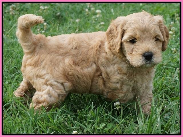 Mazie Blaze pups 5 wks old 1100
