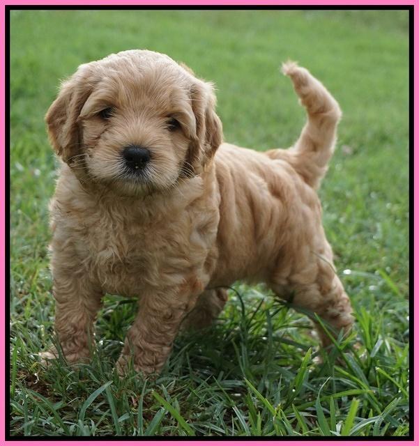 Mazie Blaze pups 5 wks old 2100