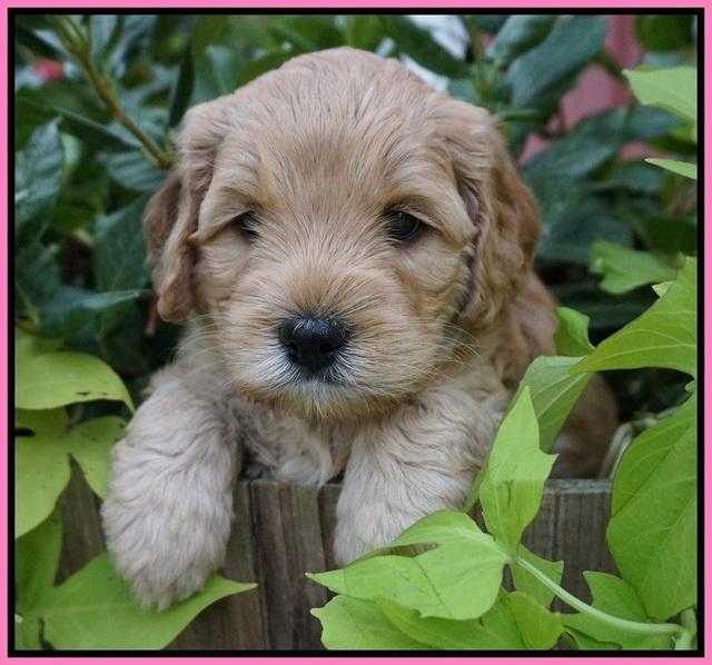 Mazie Blaze pups 5 wks old 31