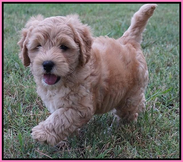 Mazie Blaze pups 7 wks old 11