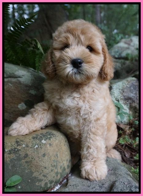 Mazie Blaze pups 8 wks old 11