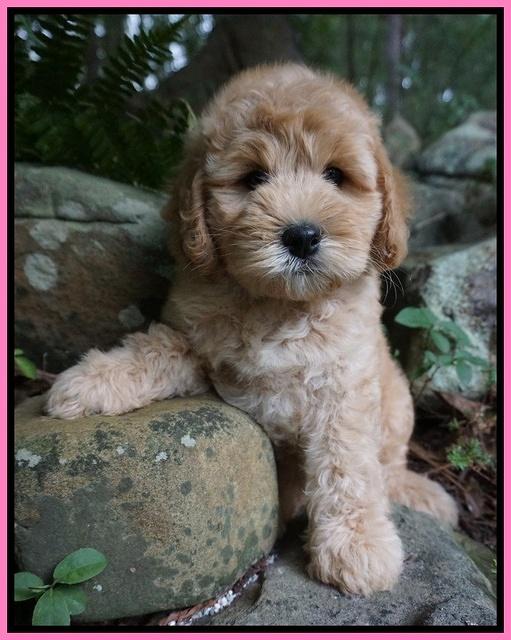 Mazie Blaze pups 8 wks old 41