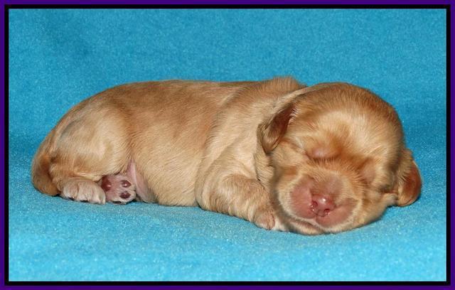 Mazie Blaze pups 1 wk old 61