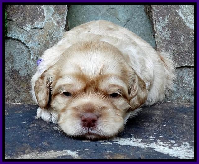 Mazie Blaze pups 2 wks old 21