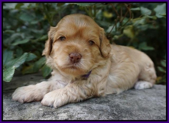 Mazie Blaze pups 3 wks old 61
