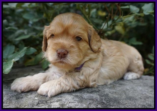 Mazie Blaze pups 3 wks old 71