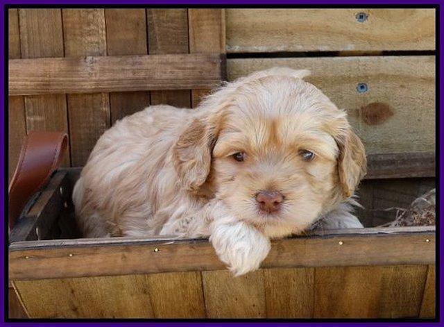 Mazie Blaze pups 4 wks old 61