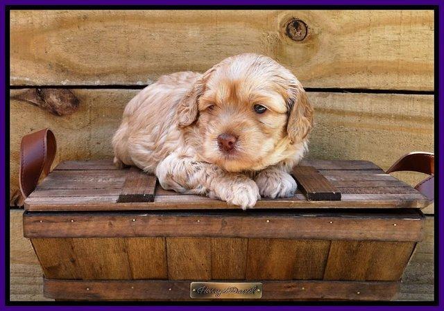 Mazie Blaze pups 4 wks old 71