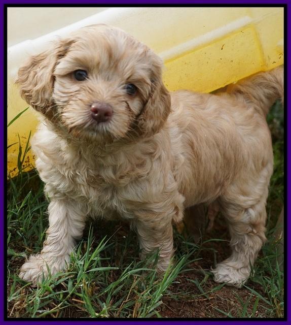 Mazie Blaze pups 5 wks old 3100