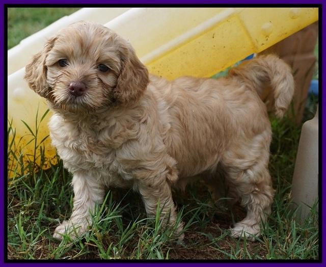 Mazie Blaze pups 5 wks old 4100