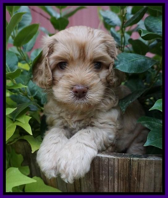 Mazie Blaze pups 5 wks old 51