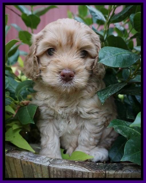 Mazie Blaze pups 5 wks old 61