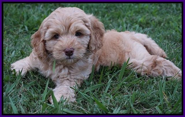 Mazie Blaze pups 7 wks old 61