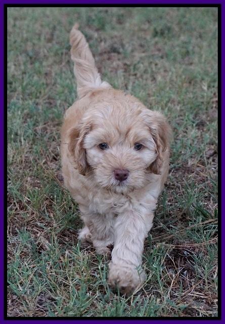 Mazie Blaze pups 7 wks old 71
