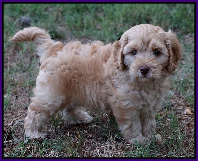Mazie Blaze pups 7 wks old 81