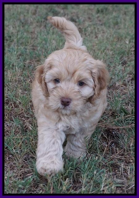 Mazie Blaze pups 7 wks old 91