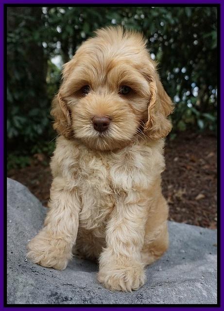 Mazie Blaze pups 8 wks old 101