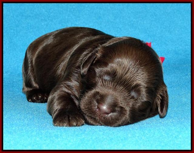 Mazie Blaze pups 1 wk old 91
