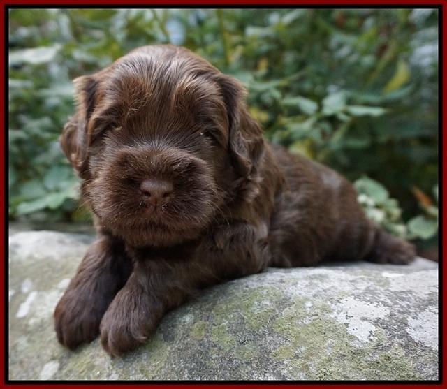 Mazie Blaze pups 3 wks old 91