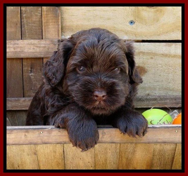 Mazie Blaze pups 4 wks old 111