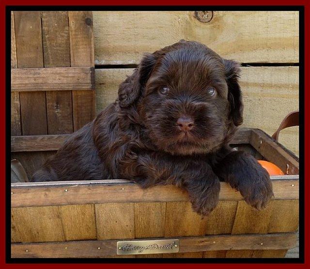 Mazie Blaze pups 4 wks old 91