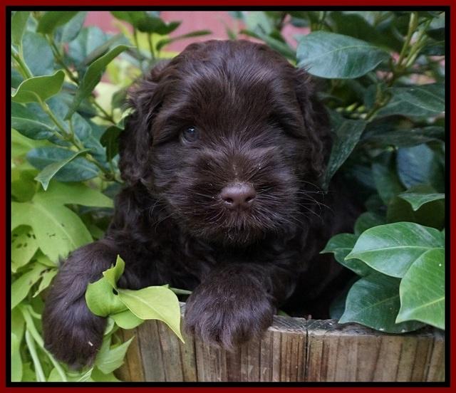 Mazie Blaze pups 5 wks old 101