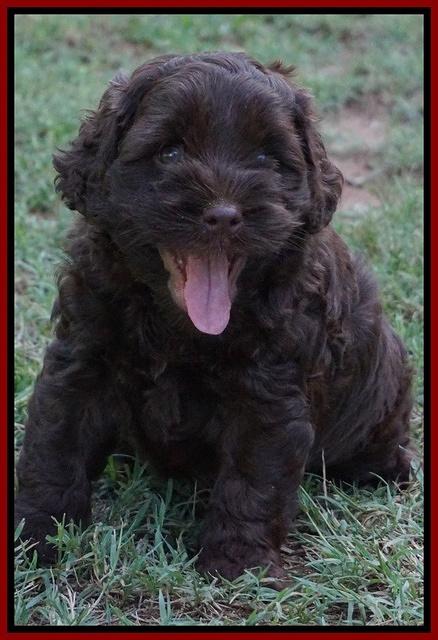 Mazie Blaze pups 5 wks old 14500