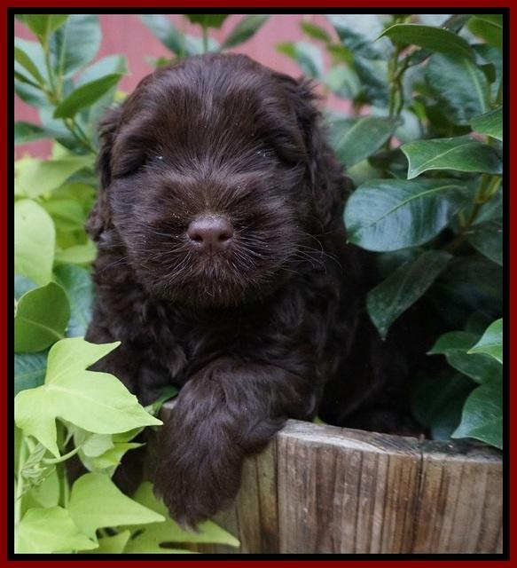 Mazie Blaze pups 5 wks old 91