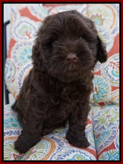 Mazie Blaze pups 6 wks old 111