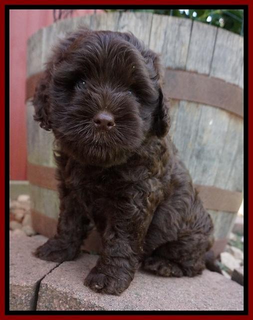 Mazie Blaze pups 6 wks old 121