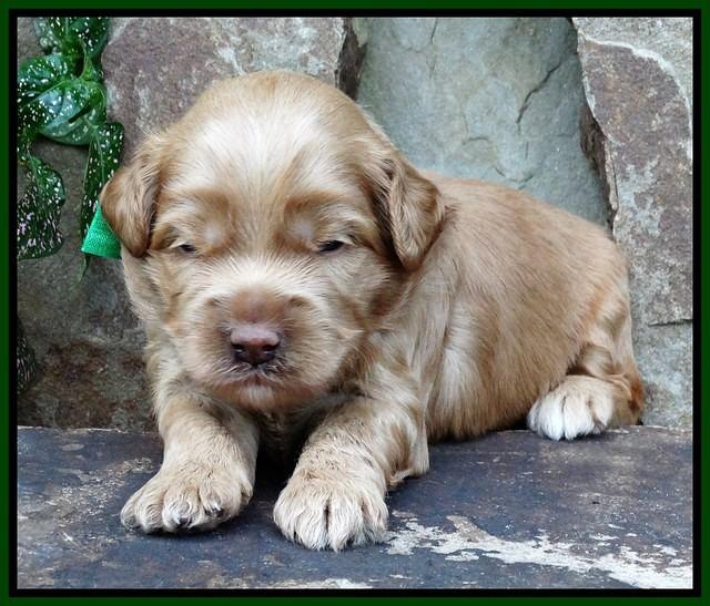 Mazie Blaze pups 2 wks old 6100