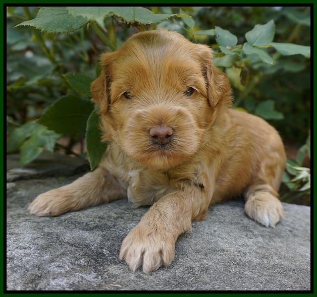 Mazie Blaze pups 3 wks old 131
