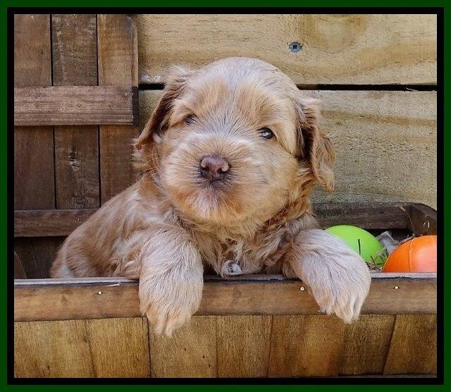 Mazie Blaze pups 4 wks old 151