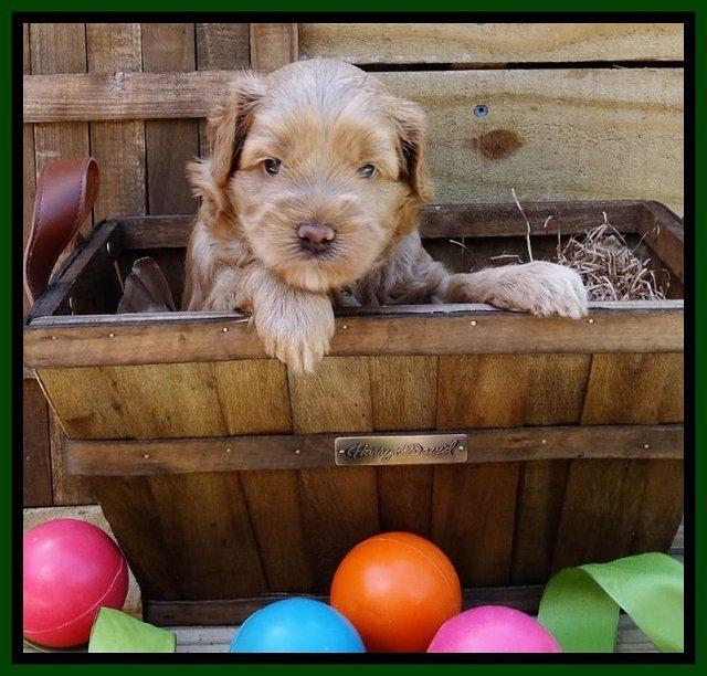 Mazie Blaze pups 4 wks old 161