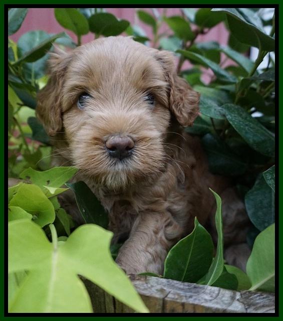 Mazie Blaze pups 5 wks old 131