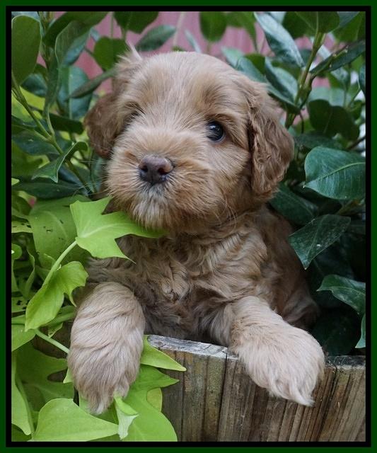 Mazie Blaze pups 5 wks old 141