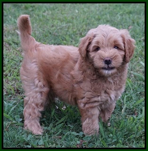 Mazie Blaze pups 7 wks old 161