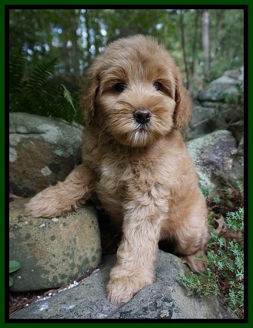 Mazie Blaze pups 8 wks old 151