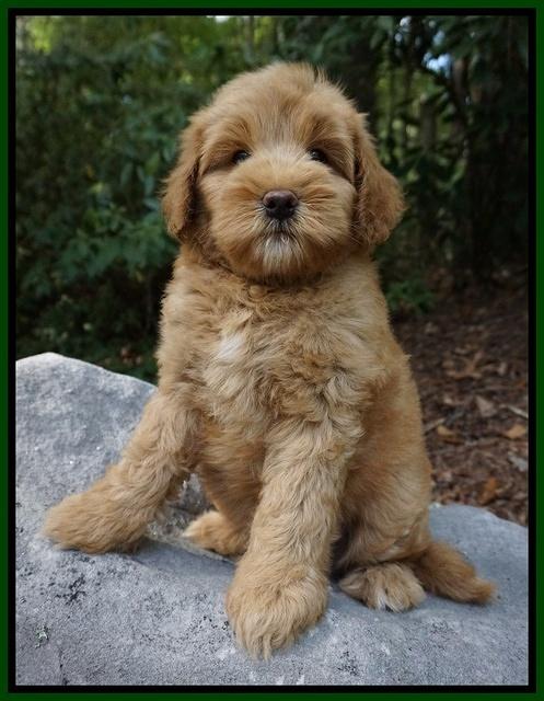 Mazie Blaze pups 8 wks old 171