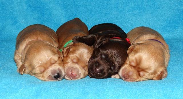 Mazie Blaze pups 1 wk old 141