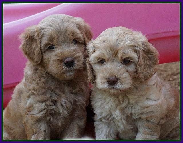 Mazie Blaze pups 6 wks old 181