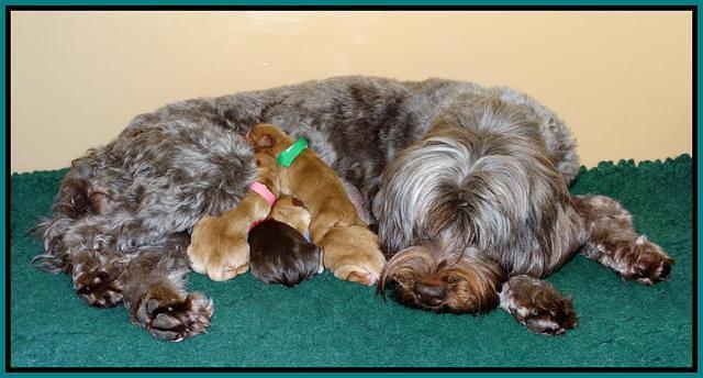 Mazie Blaze pups litter 2 11