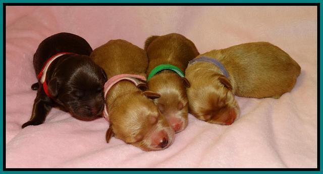 Mazie Blaze pups litter 2 111