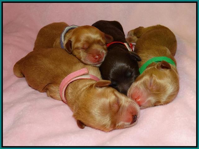 Mazie Blaze pups litter 2 121