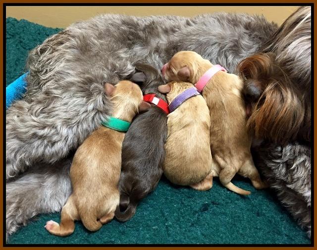 Mazie Blaze pups litter 2 131