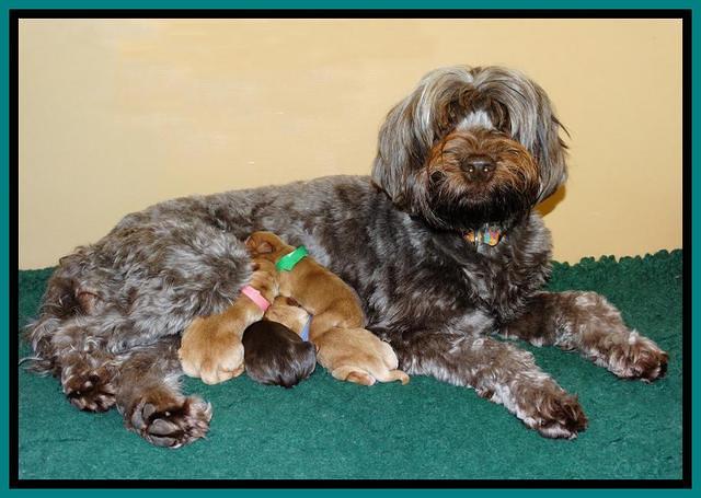 Mazie Blaze pups litter 2 21